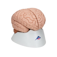 Load image into Gallery viewer, Modelul creierului uman, 8 părţi - 3B Smart Anatomy