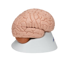 Load image into Gallery viewer, Modelul creierului uman, 8 părţi - 3B Smart Anatomy
