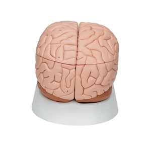 Modelul creierului uman, 8 părţi - 3B Smart Anatomy