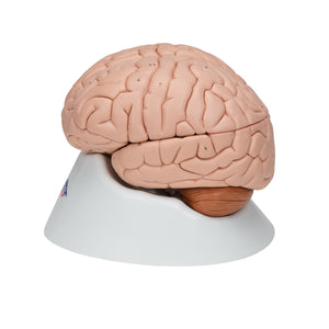 Modelul creierului uman, 8 părţi - 3B Smart Anatomy