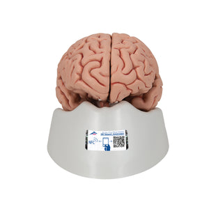 Model clasic de creier uman, 5 părţi - 3B Smart Anatomy