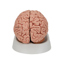 Load image into Gallery viewer, Model clasic de creier uman, 5 părţi - 3B Smart Anatomy