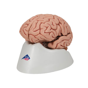 Model clasic de creier uman, 5 părţi - 3B Smart Anatomy