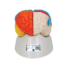 Load image into Gallery viewer, Model de creier uman neuro-anatomic, 8 părţi - 3B Smart Anatomy