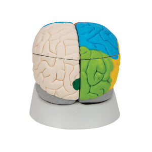 Model de creier uman neuro-anatomic, 8 părţi - 3B Smart Anatomy