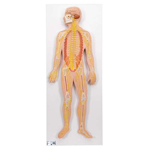 Model de sistem nervos uman, 1/2 mărime naturală - 3B Smart Anatomy