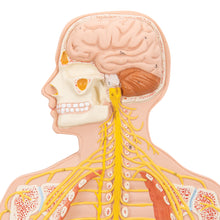 Load image into Gallery viewer, Model de sistem nervos uman, 1/2 mărime naturală - 3B Smart Anatomy