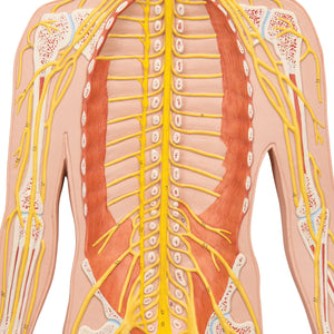 Model de sistem nervos uman, 1/2 mărime naturală - 3B Smart Anatomy