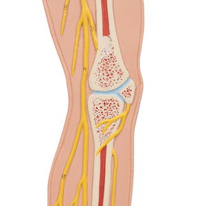Model de sistem nervos uman, 1/2 mărime naturală - 3B Smart Anatomy