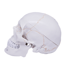 Load image into Gallery viewer, Model pedagogic craniu uman