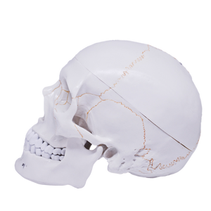 Model pedagogic craniu uman