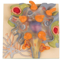 Load image into Gallery viewer, Corpul celular al neuronului