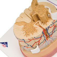 Load image into Gallery viewer, Modelul măduvei spinării umane, de 5 ori mărimea naturală - 3B Smart Anatomy