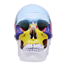Load image into Gallery viewer, Model pedagogic craniu uman cu oase colorate