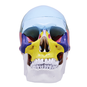 Model pedagogic craniu uman cu oase colorate
