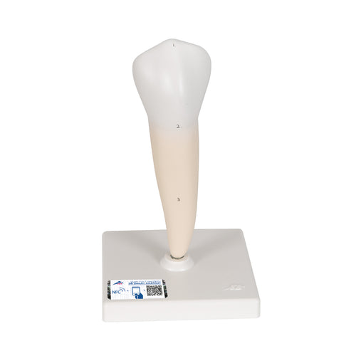 Model de dinte uman premolar cu o singură rădăcină inferioară - 3B Smart Anatomy