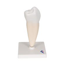 Load image into Gallery viewer, Model de dinte uman premolar cu o singură rădăcină inferioară - 3B Smart Anatomy