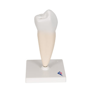 Model de dinte uman premolar cu o singură rădăcină inferioară - 3B Smart Anatomy