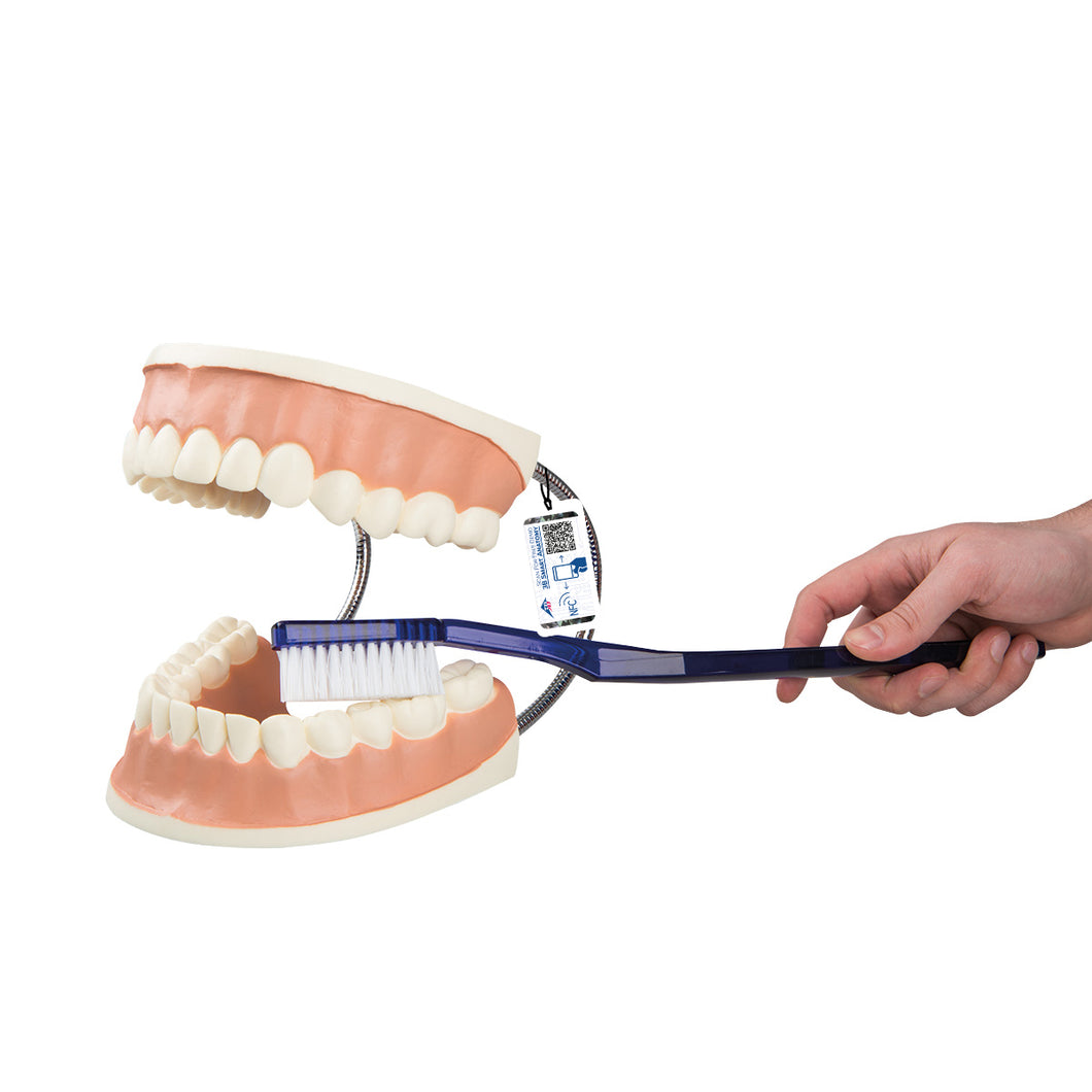 Model Giant Dental Care, x3 mărimea naturală - 3B Smart Anatomy