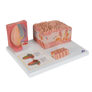 Model de limbă umană 3B MICROanatomy - 3B Smart Anatomy