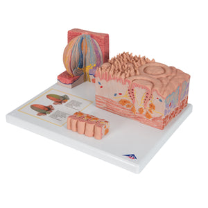 Model de limbă umană 3B MICROanatomy - 3B Smart Anatomy