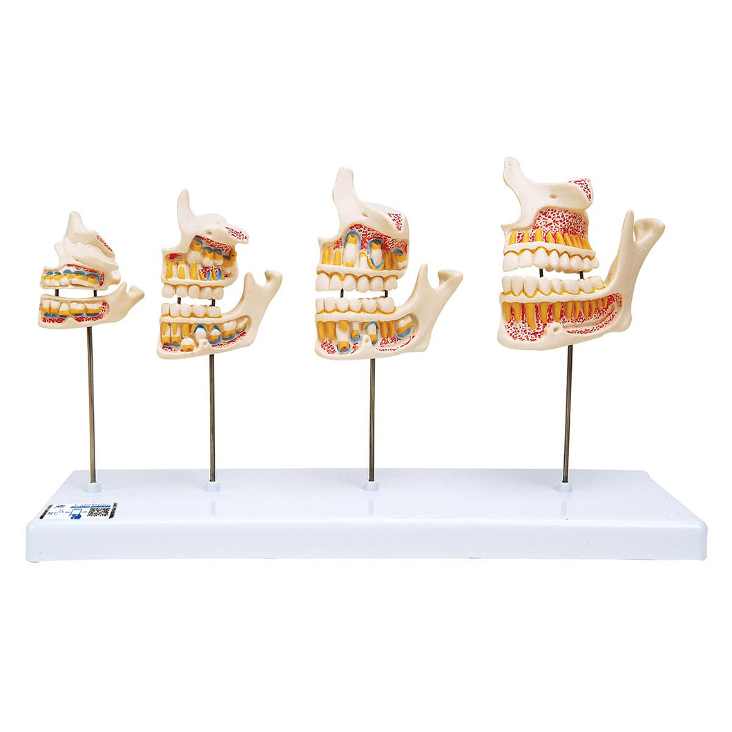 Model de dezvoltare a dentiţiei - 3B Smart Anatomy