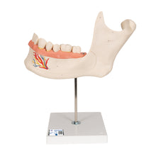 Load image into Gallery viewer, Model de maxilare umană de jumătate inferioară, de 3 ori dimensiune completă, în 6 părţi - 3B Smart Anatomy