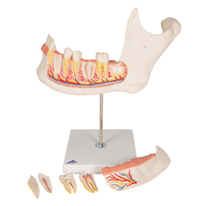 Model de maxilare umană de jumătate inferioară, de 3 ori dimensiune completă, în 6 părţi - 3B Smart Anatomy