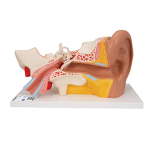 Load image into Gallery viewer, Model de ureche umană, x3  mărimea naturală, 4 părţi - 3B Smart Anatomy