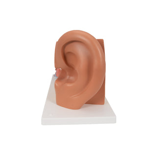 Model de ureche umană, x3  mărimea naturală, 4 părţi - 3B Smart Anatomy