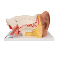 Load image into Gallery viewer, Model de ureche umană, x3 mărimea naturală, în 6 părţi - 3B Smart Anatomy