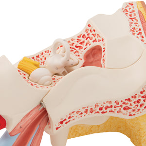 Model de ureche umană, x3 mărimea naturală, în 6 părţi - 3B Smart Anatomy