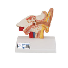 Load image into Gallery viewer, Model de ureche umană pentru desktop, x1,5 mărimea naturală - 3B Smart Anatomy