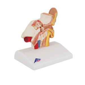 Model de ureche umană pentru desktop, x1,5 mărimea naturală - 3B Smart Anatomy