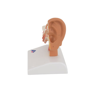 Model de ureche umană pentru desktop, x1,5 mărimea naturală - 3B Smart Anatomy