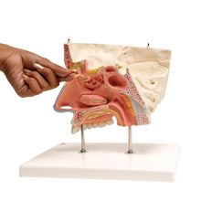 Load image into Gallery viewer, Model de nas uman cu sinusuri paranazale, 5 părţi - 3B Smart Anatomy