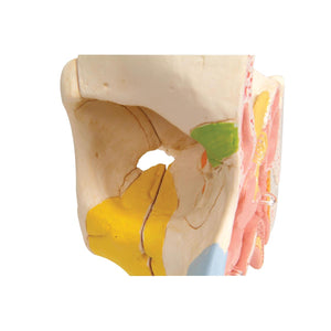 Model de nas uman cu sinusuri paranazale, 5 părţi - 3B Smart Anatomy