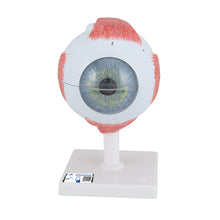 Load image into Gallery viewer, Model de ochi uman, x5 dimensiune completă, 6 părţi - 3B Smart Anatomy