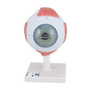 Model de ochi uman, x5 dimensiune completă, 6 părţi - 3B Smart Anatomy