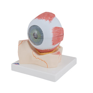 Model de ochi uman, de 5 ori dimensiune completă, 7 părţi - 3B Smart Anatomy