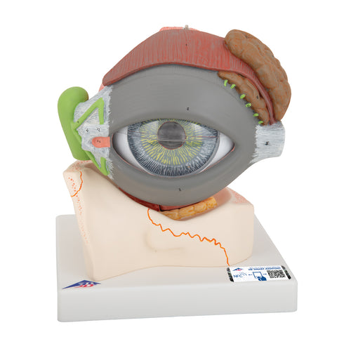 Model de ochi uman, x5 la dimensiunea normală, în 8 părţi - 3B Smart Anatomy