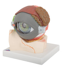 Load image into Gallery viewer, Model de ochi uman, x5 la dimensiunea normală, în 8 părţi - 3B Smart Anatomy