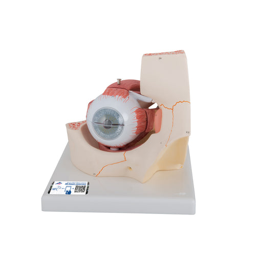Model de ochi uman, de 3 ori dimensiune completă, 7 părţi - 3B Smart Anatomy