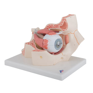 Model de ochi uman, de 3 ori dimensiune completă, 7 părţi - 3B Smart Anatomy