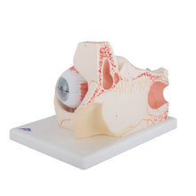 Load image into Gallery viewer, Model de ochi uman, de 3 ori dimensiune completă, 7 părţi - 3B Smart Anatomy