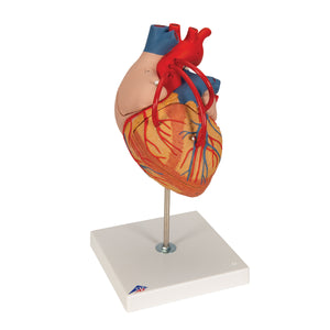 Model de inimă umană cu bypass, de 2 ori mărimea naturală, în 4 părţi - 3B Smart Anatomy