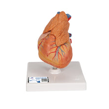 Load image into Gallery viewer, Model clasic de inimă umană cu timus, 3 părţi - 3B Smart Anatomy