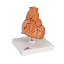 Load image into Gallery viewer, Model clasic de inimă umană cu timus, 3 părţi - 3B Smart Anatomy