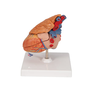 Model clasic de inimă umană cu timus, 3 părţi - 3B Smart Anatomy