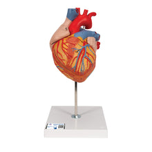 Load image into Gallery viewer, Model de inimă umană, x2 mărimea naturală, 4 părţi - 3B Smart Anatomy